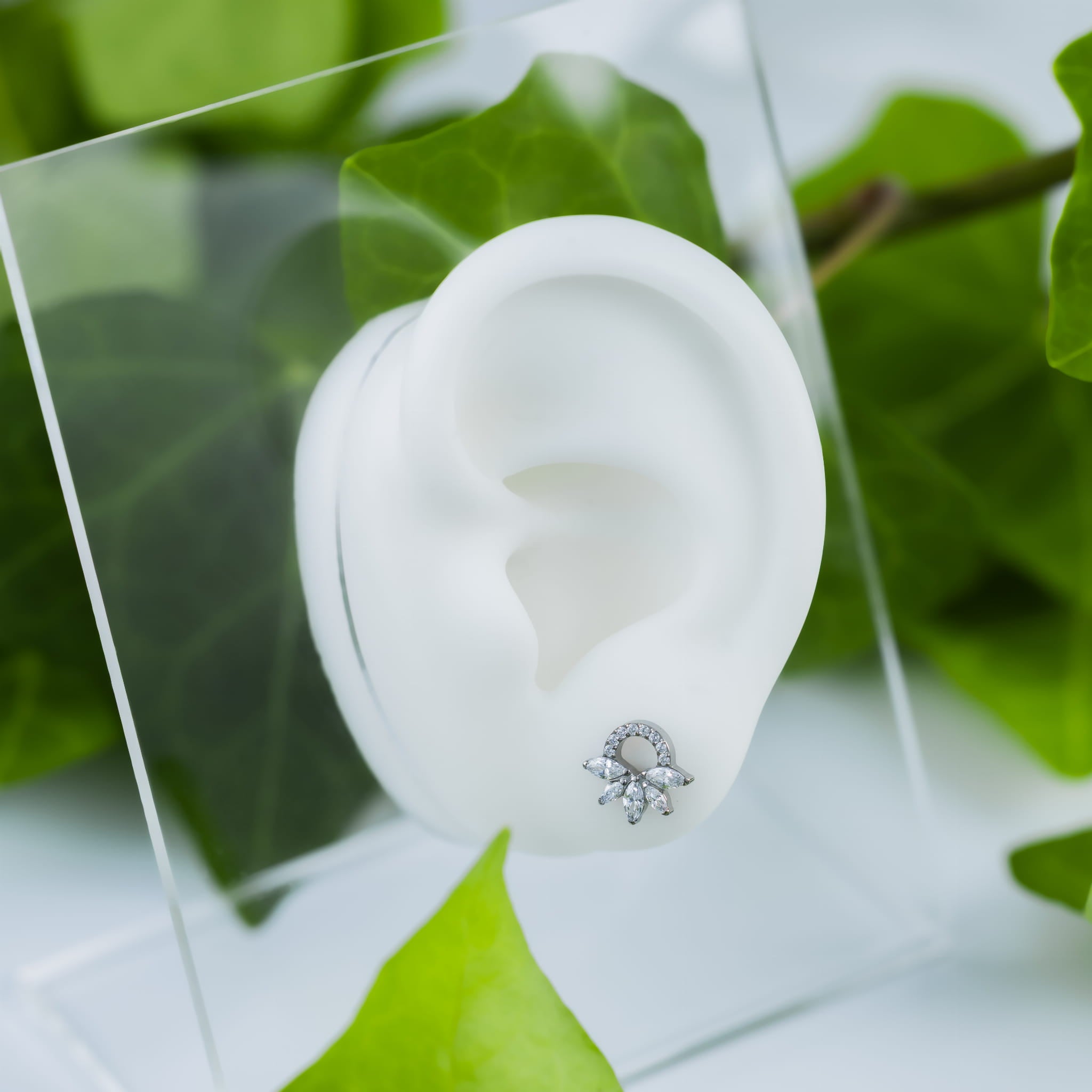 Titan-Labret, Halbmond mit Blume