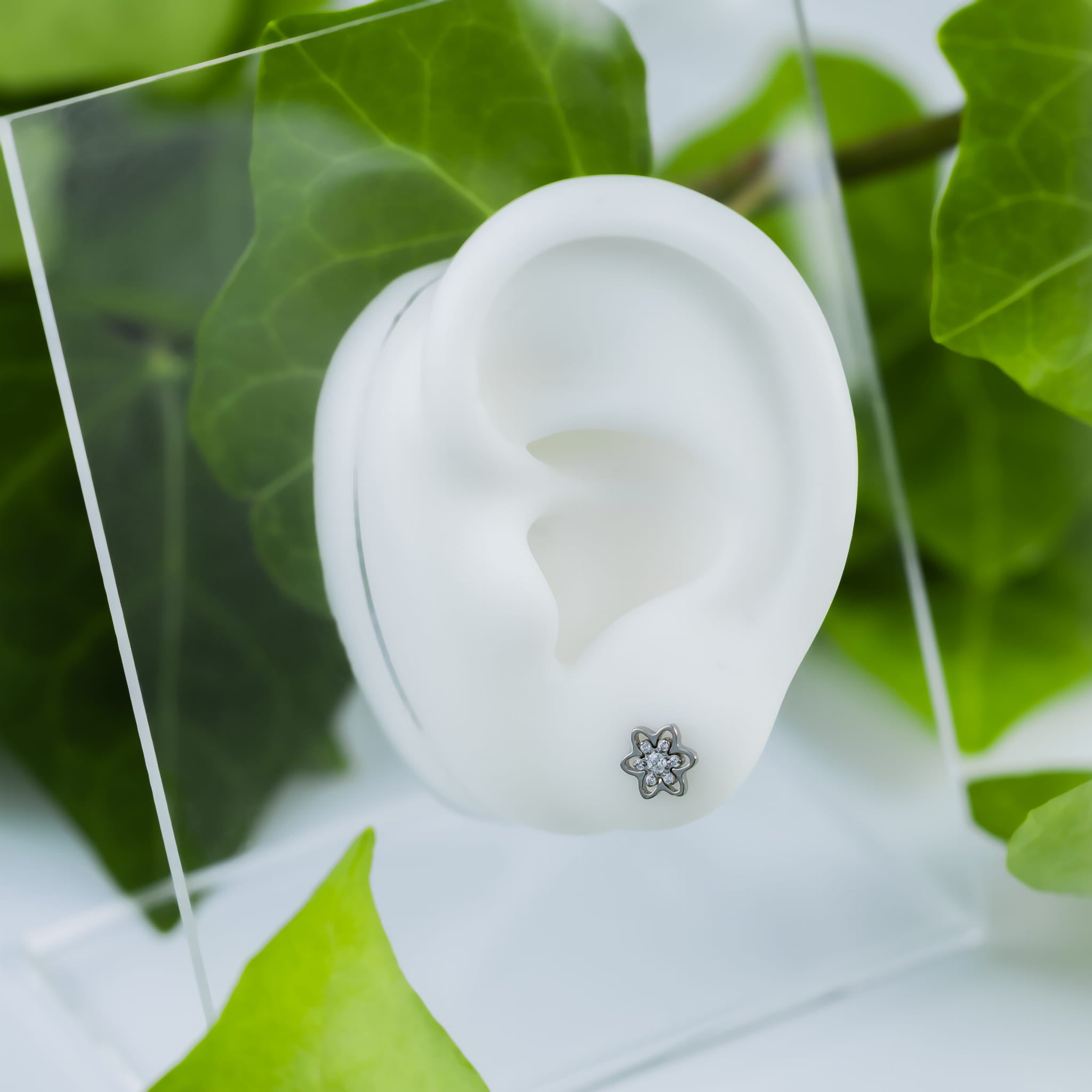 Titan-Labret mit Blume